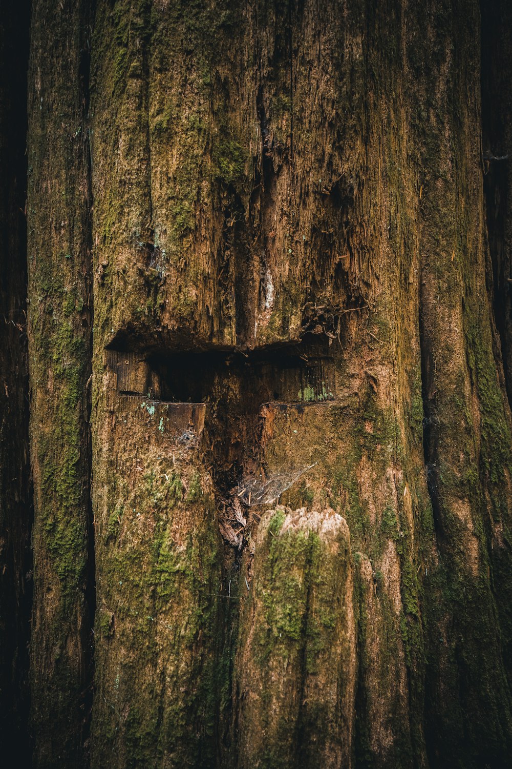 a large tree trunk