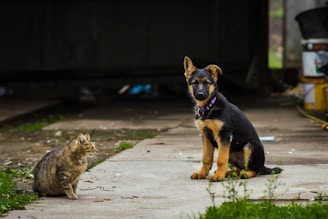 a cat and a dog sitting on the sidewalk