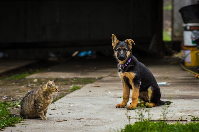 a cat and a dog sitting on the sidewalk