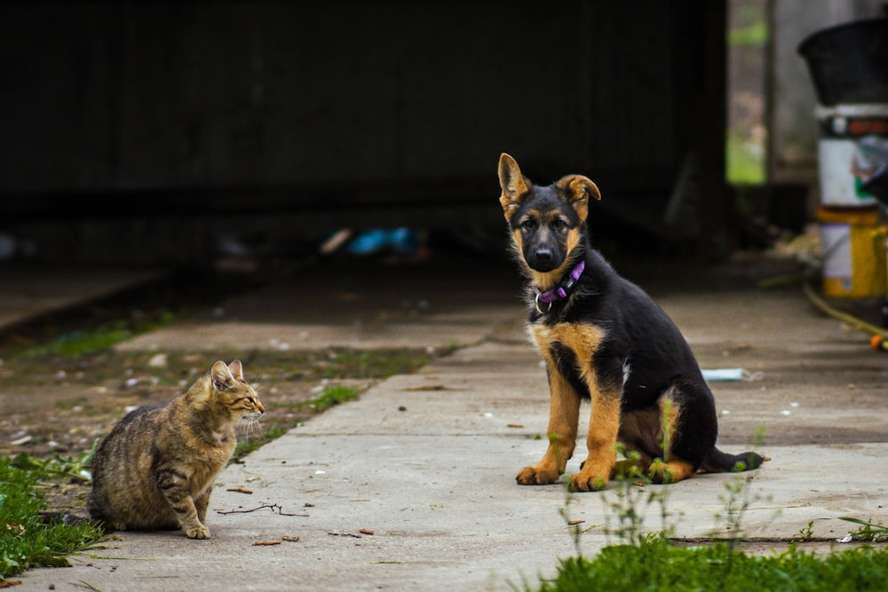 Eine Katze und ein Hund sitzen auf dem Bürgersteig