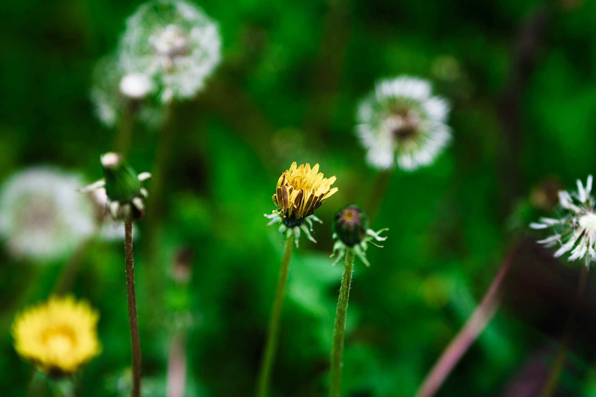 a close up of a flower