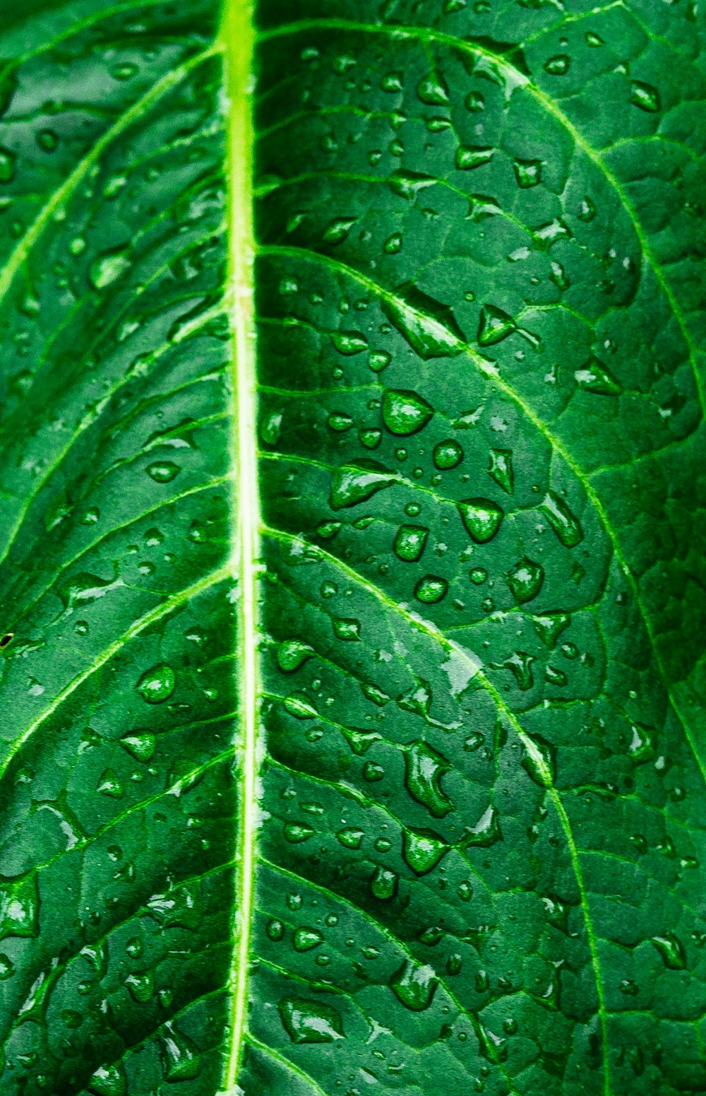 a close up of a leaf