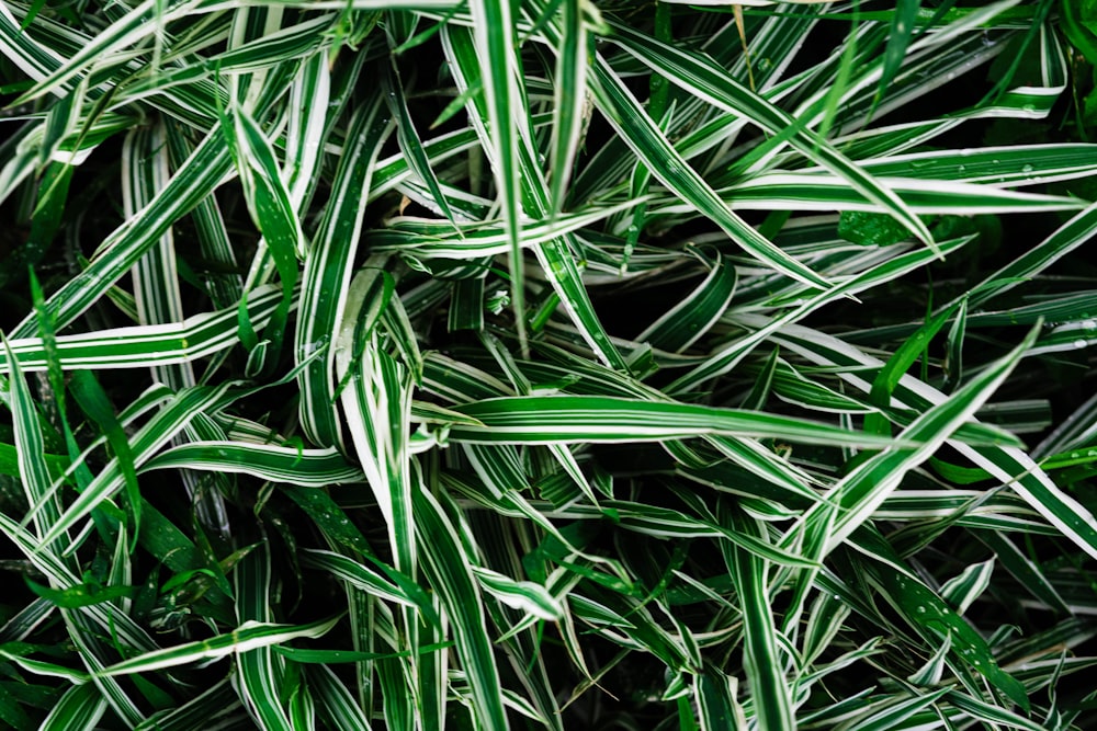 a close-up of some plants