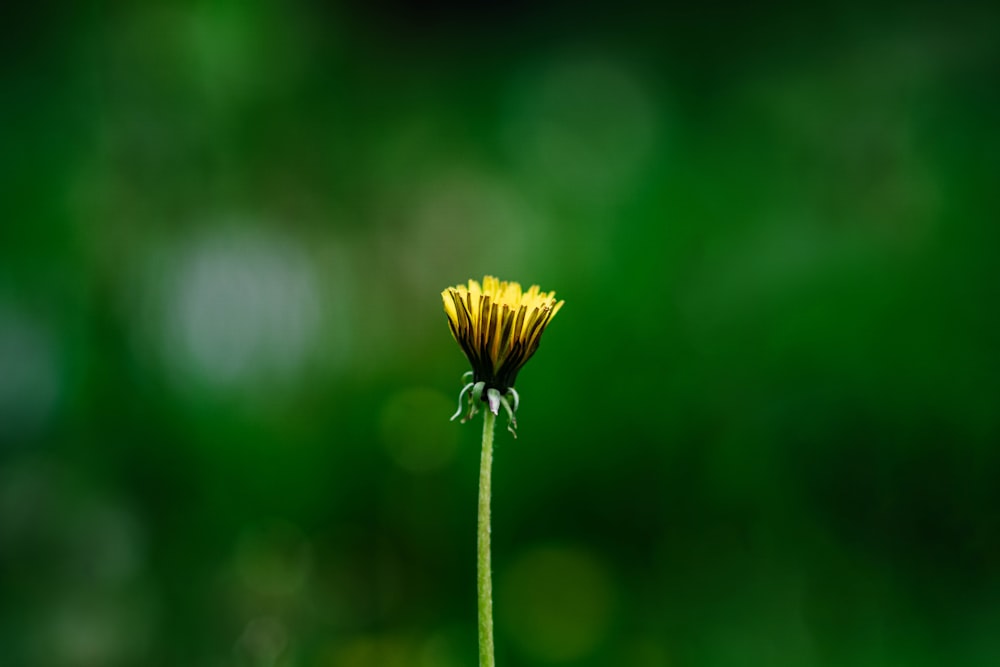a yellow flower on a stem
