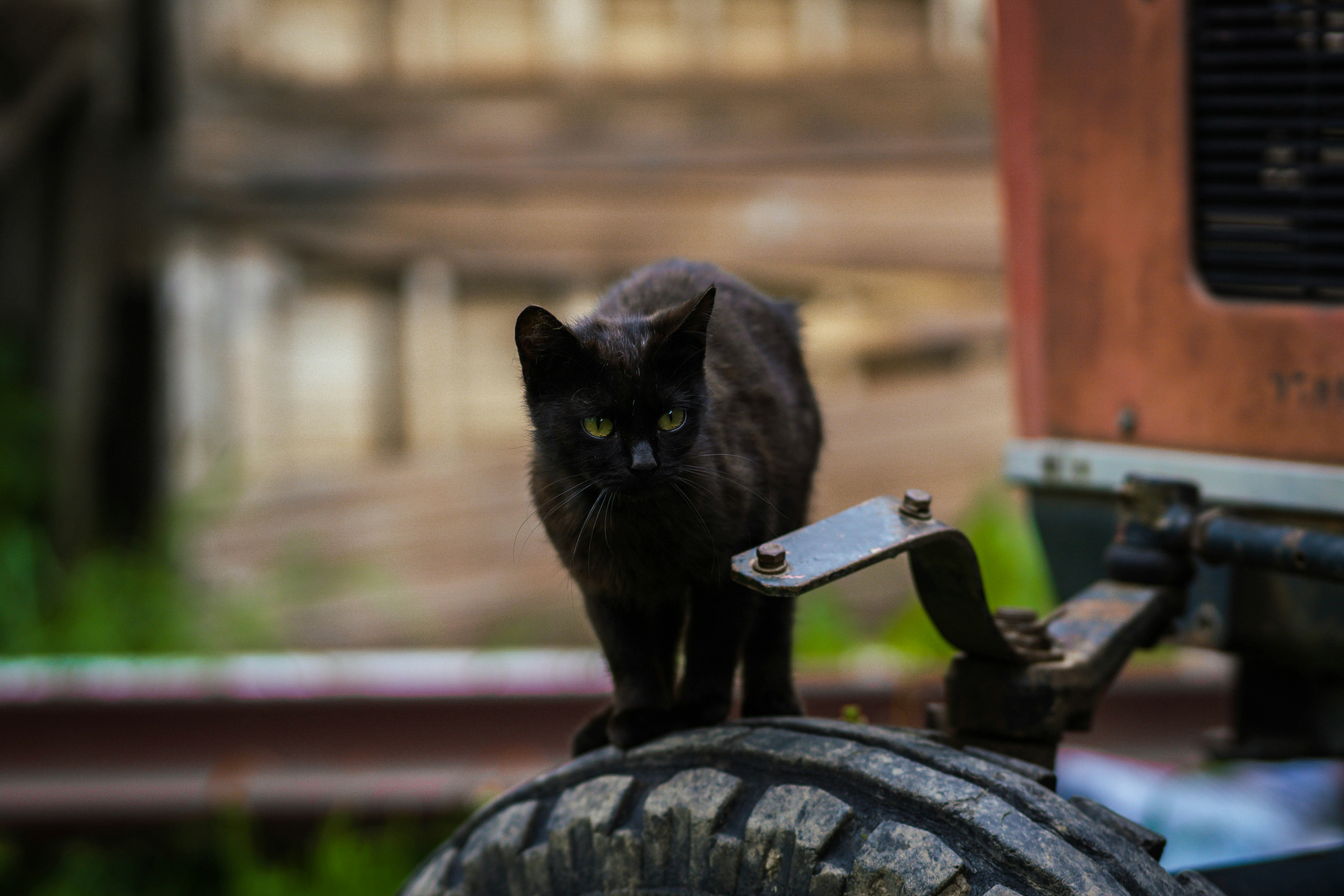 a cat sitting on a bench