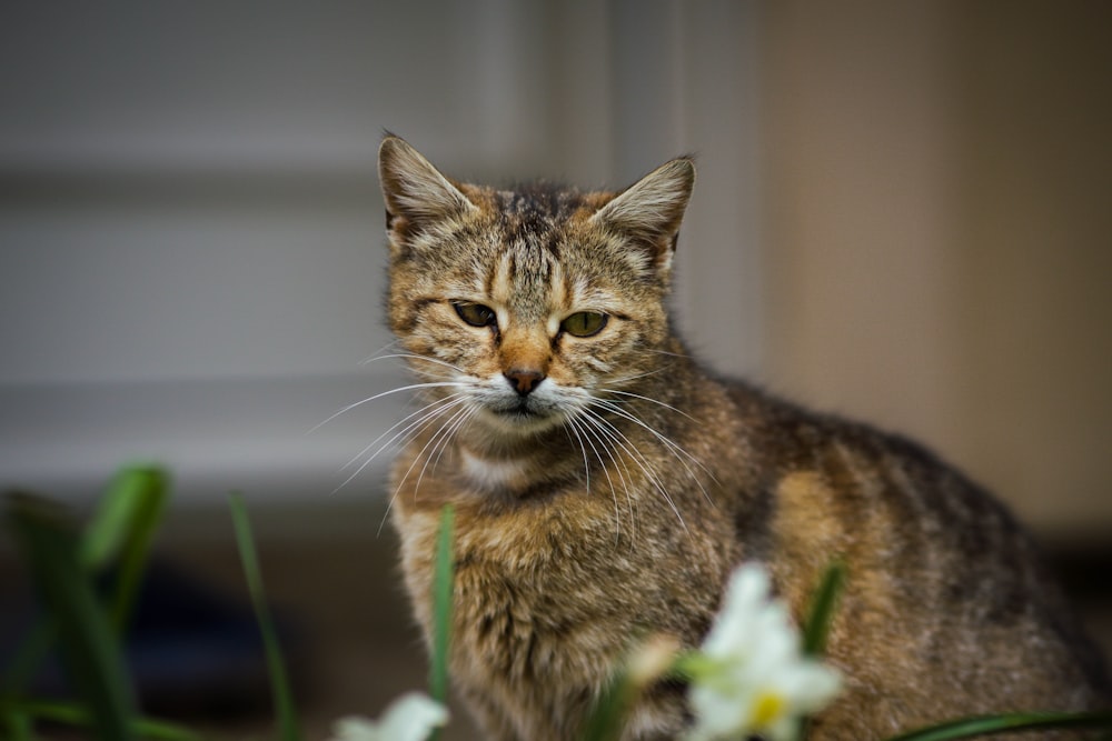 花の隣に座っている猫