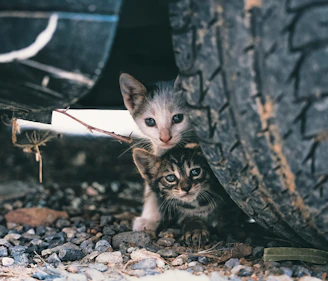 a couple of kittens on a tree branch