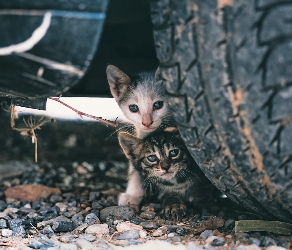 a couple of kittens on a tree branch