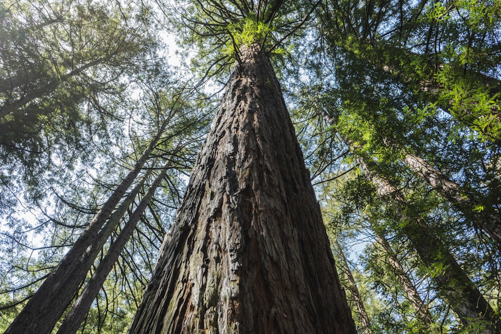 a tall tree with many branches