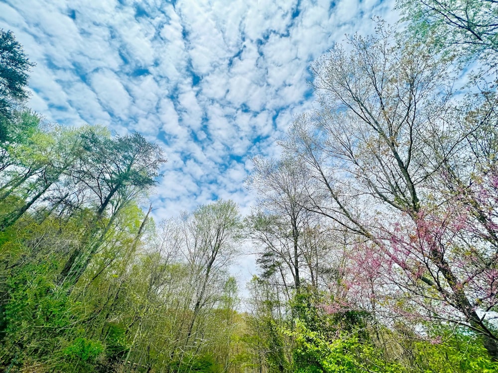 a group of trees