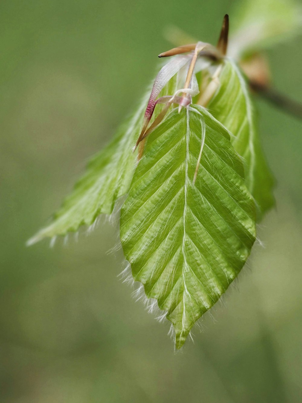 a close up of a leaf