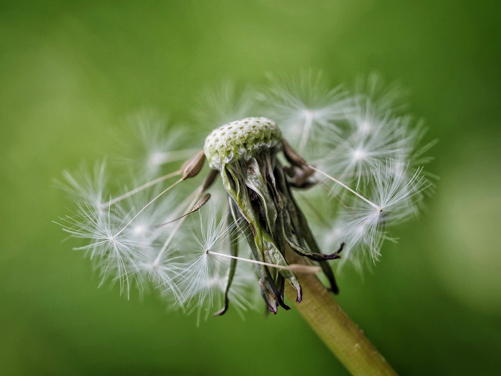 a bee on a flower