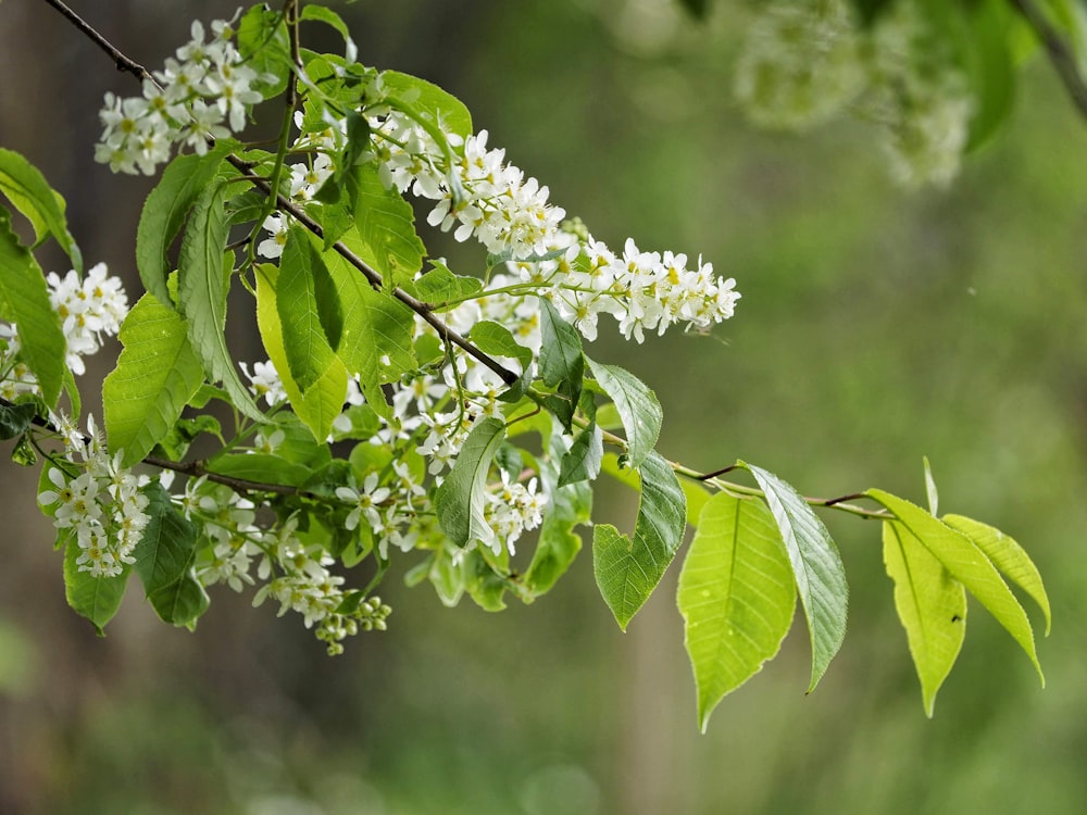 a close up of a plant with white flowers