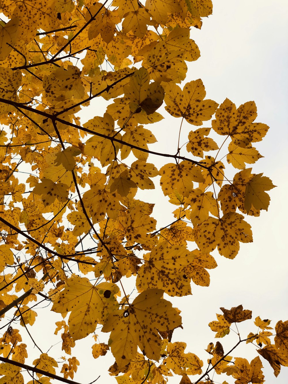 a tree with yellow leaves