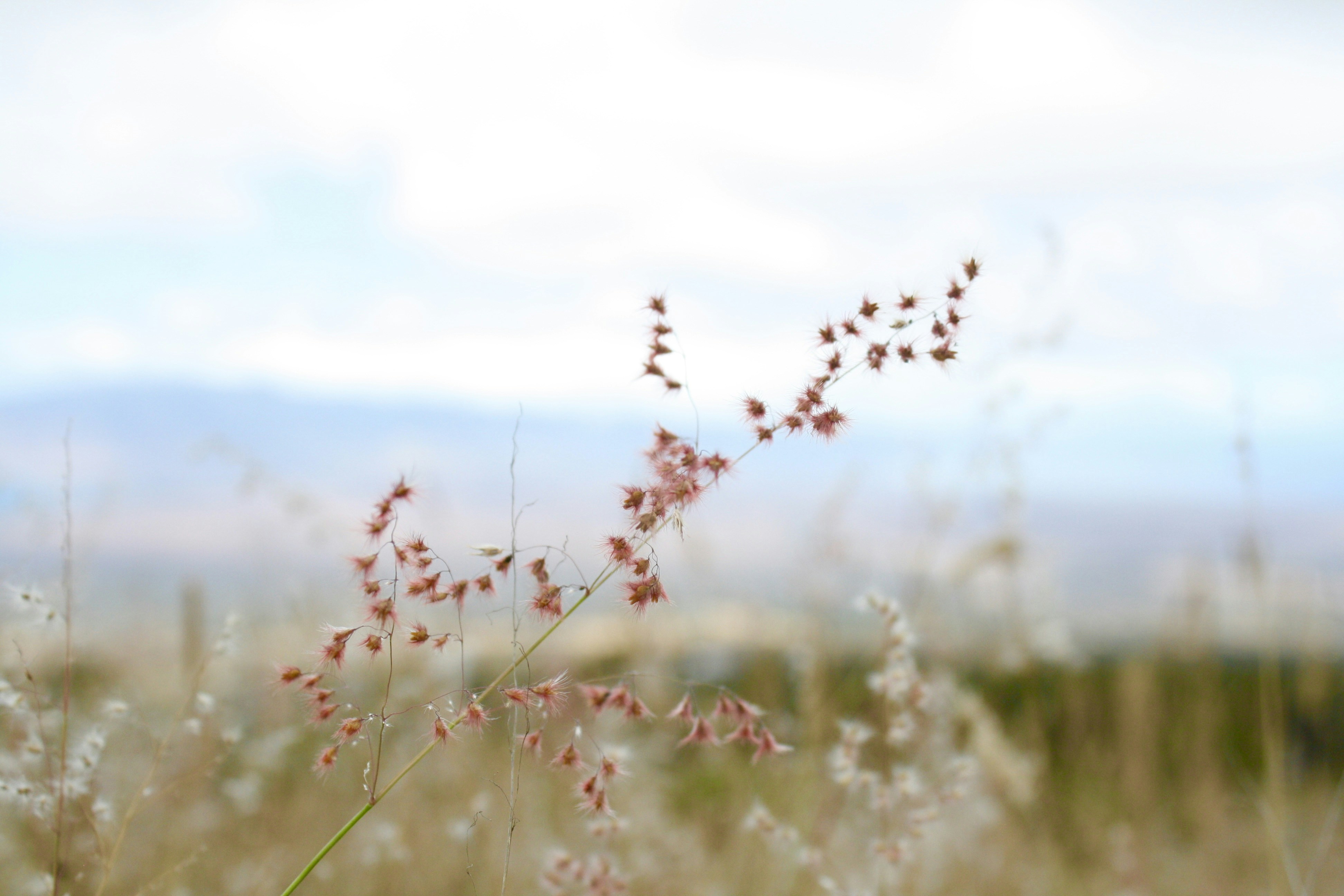 a close up of a plant