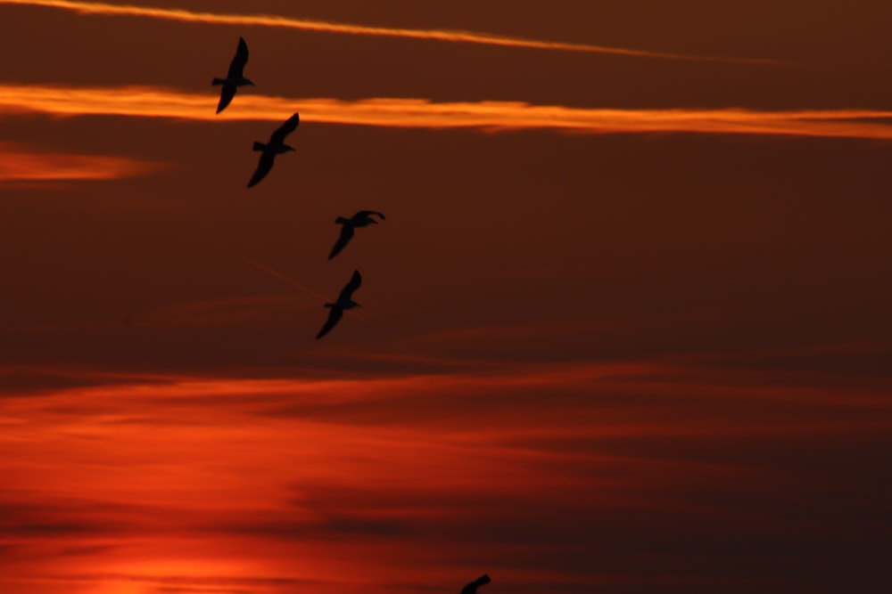 birds flying in the sky