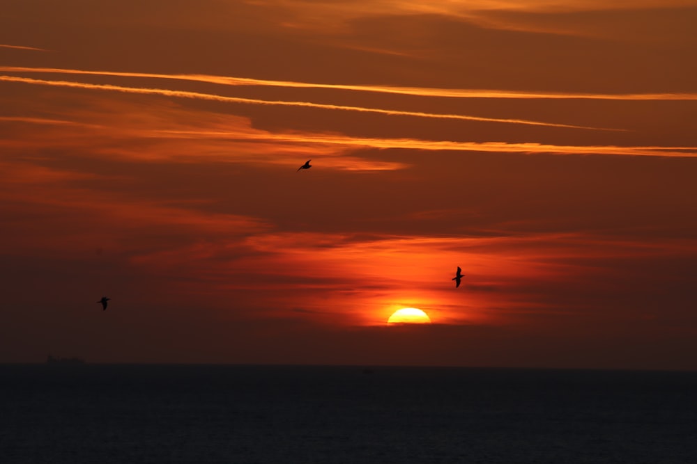 a group of birds flying in front of a sunset