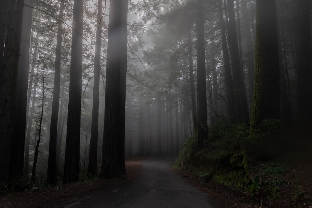 Eine neblige Straße in einem Wald