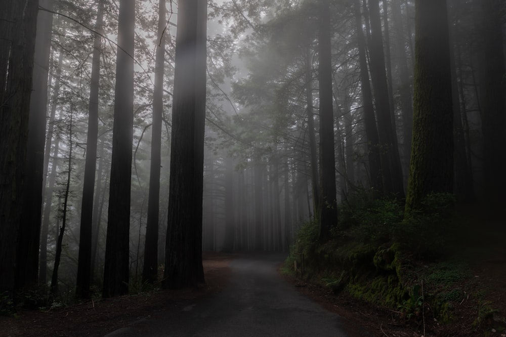 a foggy road in a forest