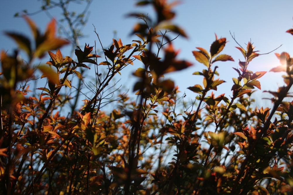 a close up of a tree