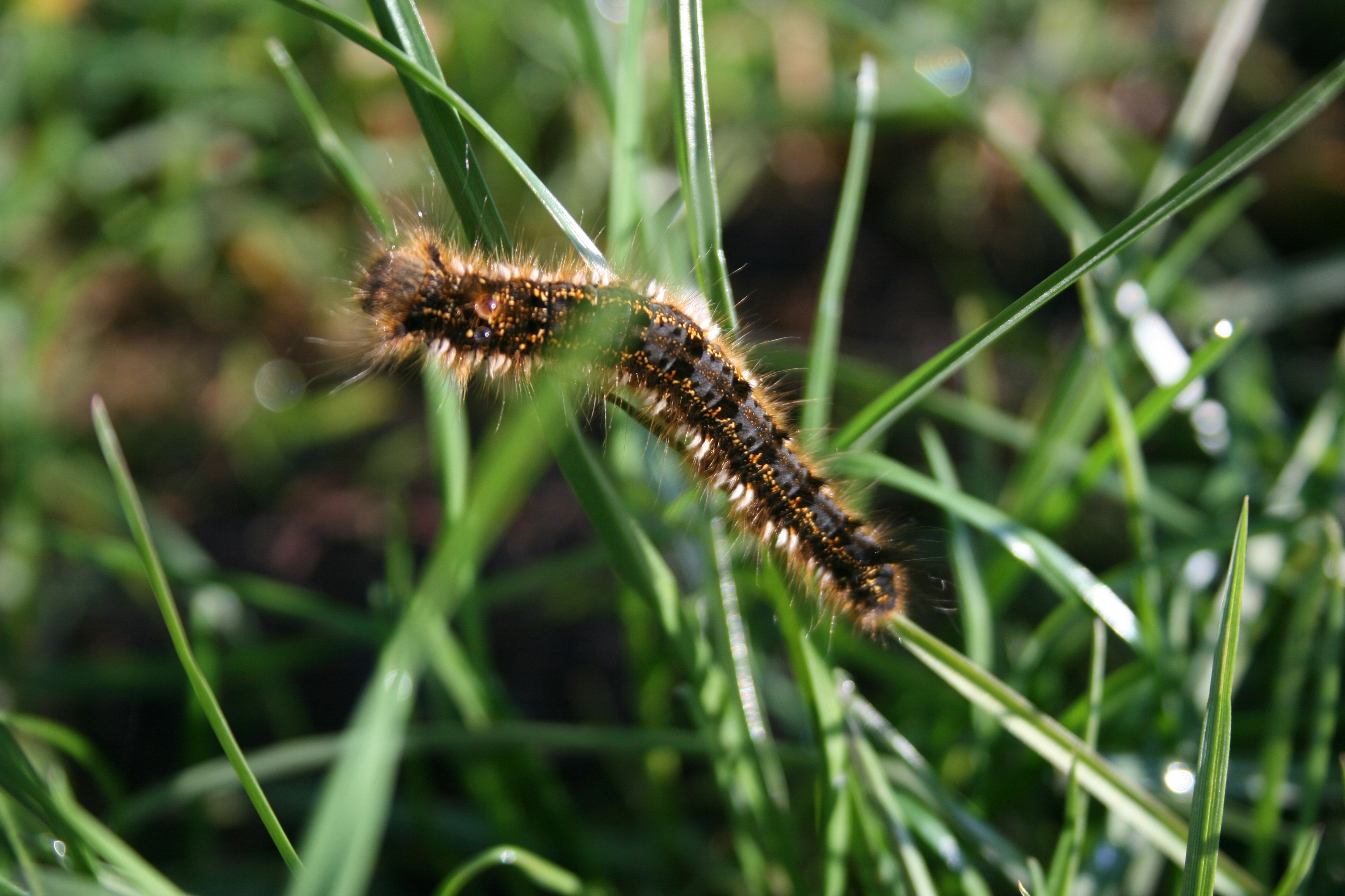 Ein Käfer auf einer Pflanze