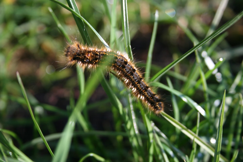 a bug on a plant