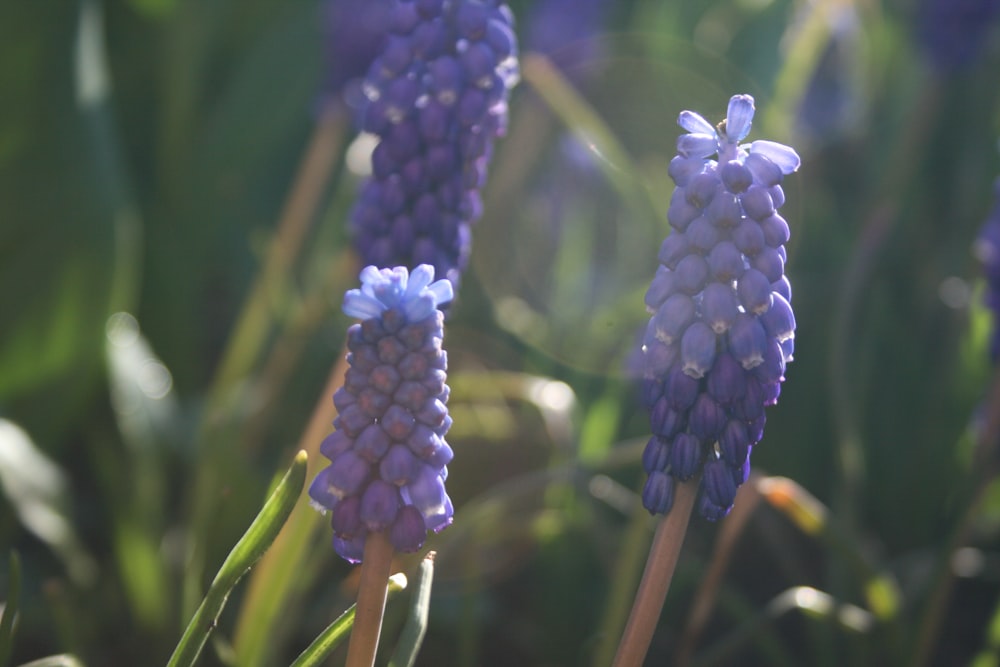 a close up of some flowers