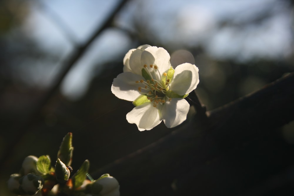 a white flower on a plant