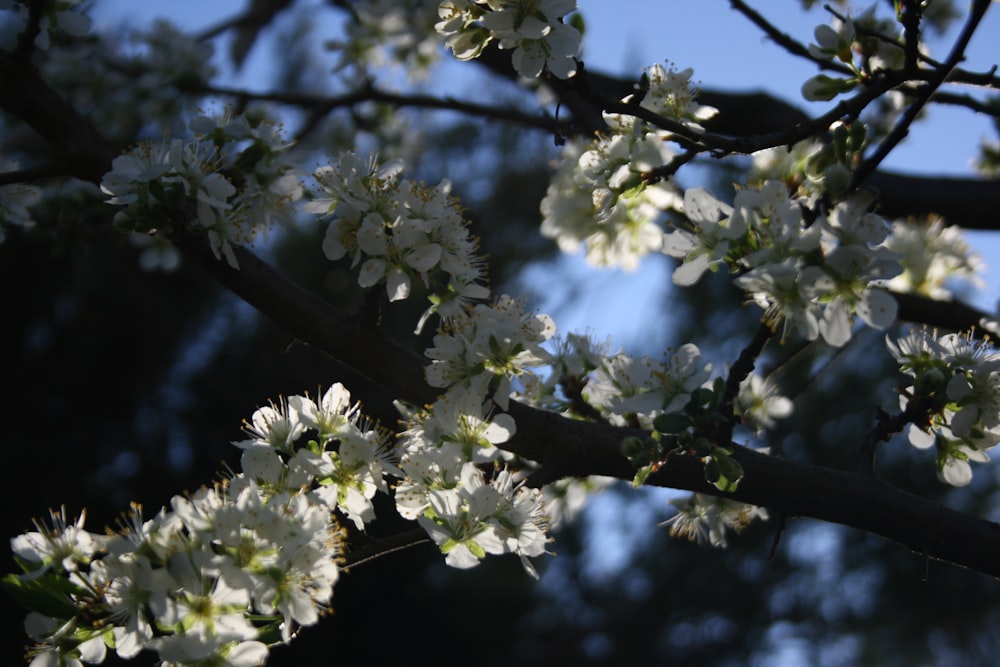 a tree with white flowers