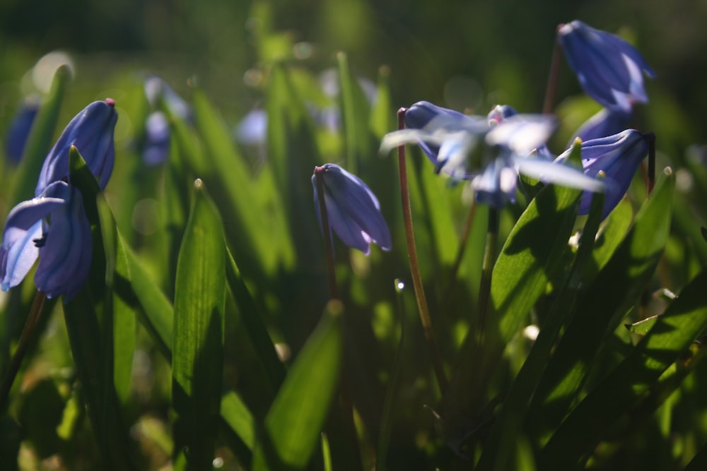 a group of blue flowers