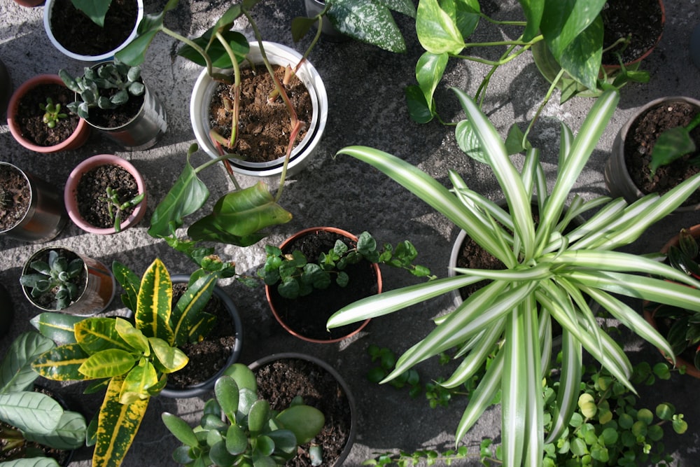 a group of plants in pots