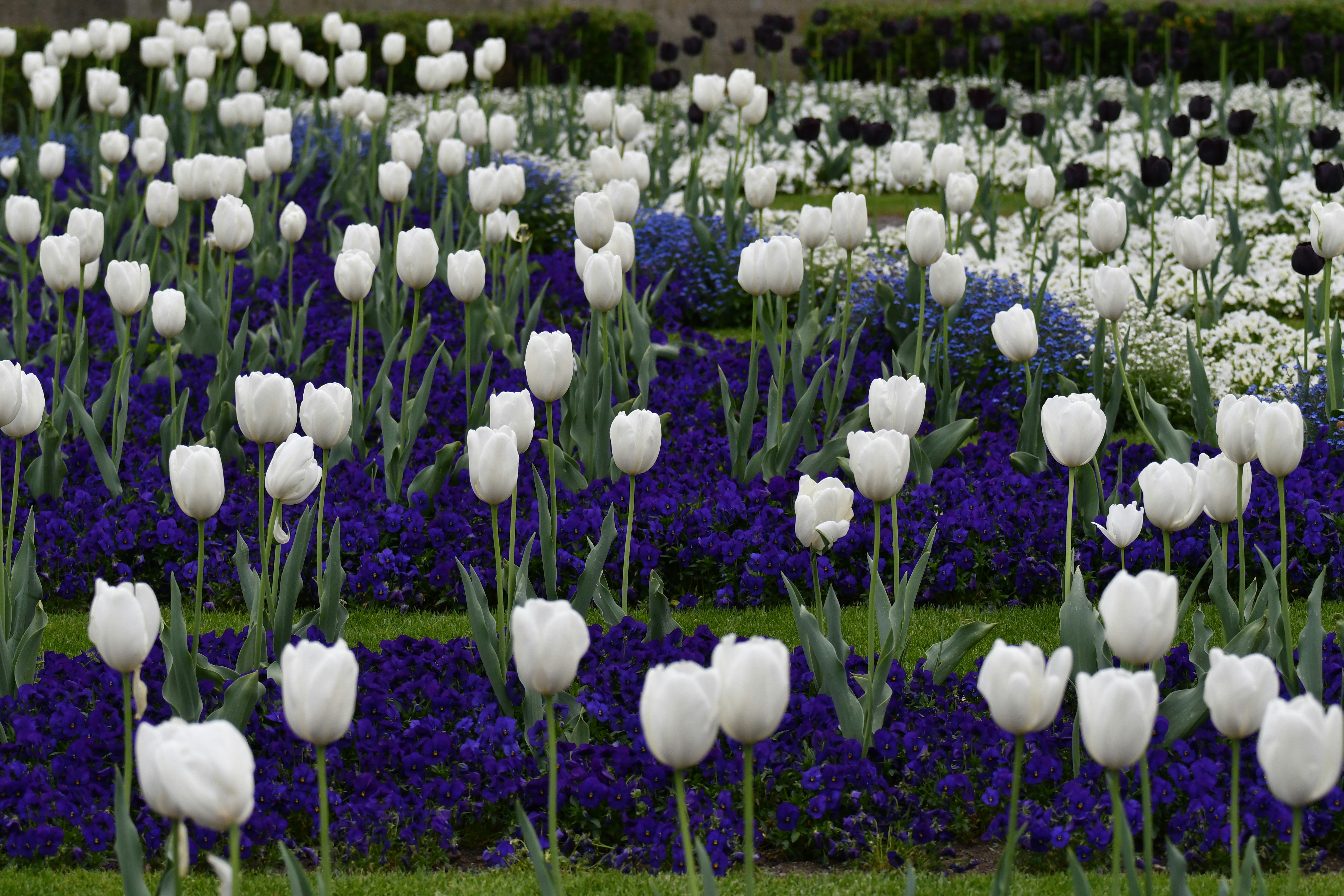 Photo by pedrino5_official