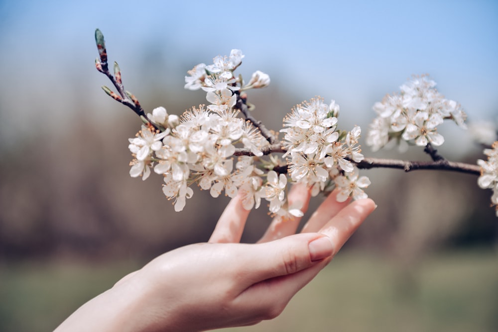 a hand holding a branch with white flowers