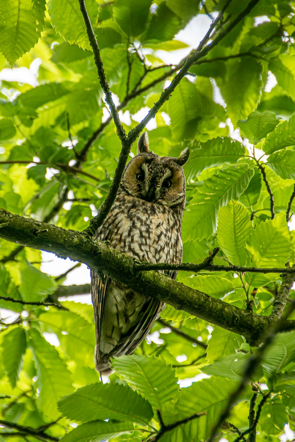 a bird sitting on a branch