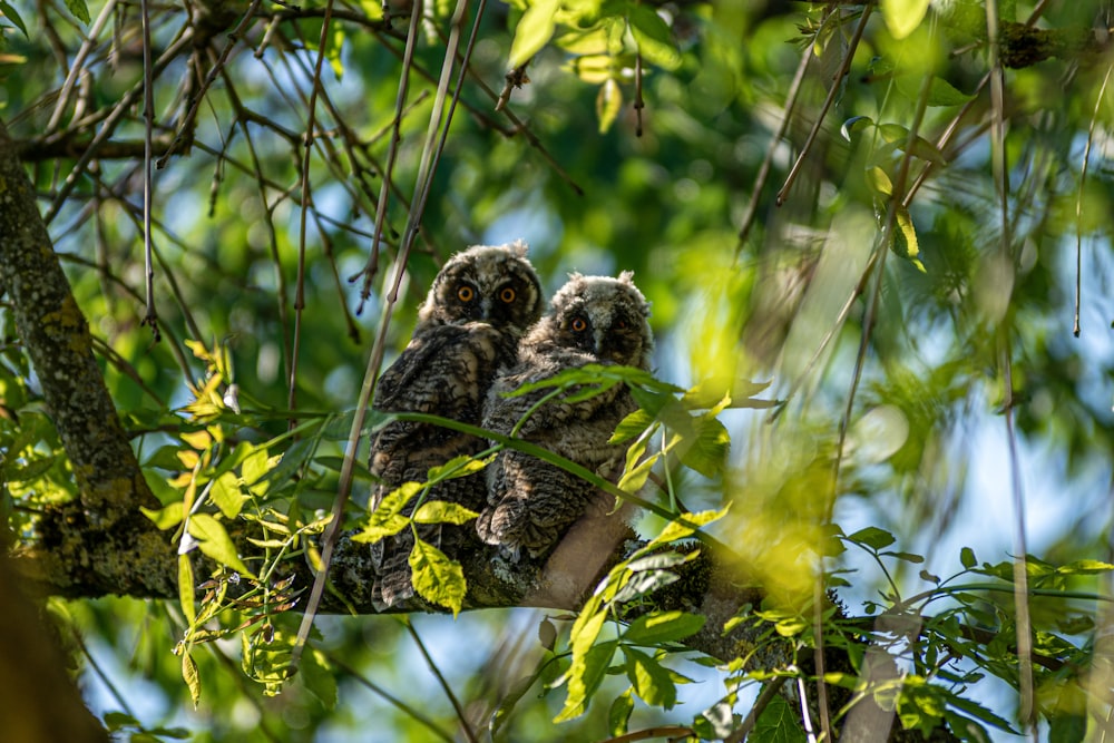 two owls in a tree