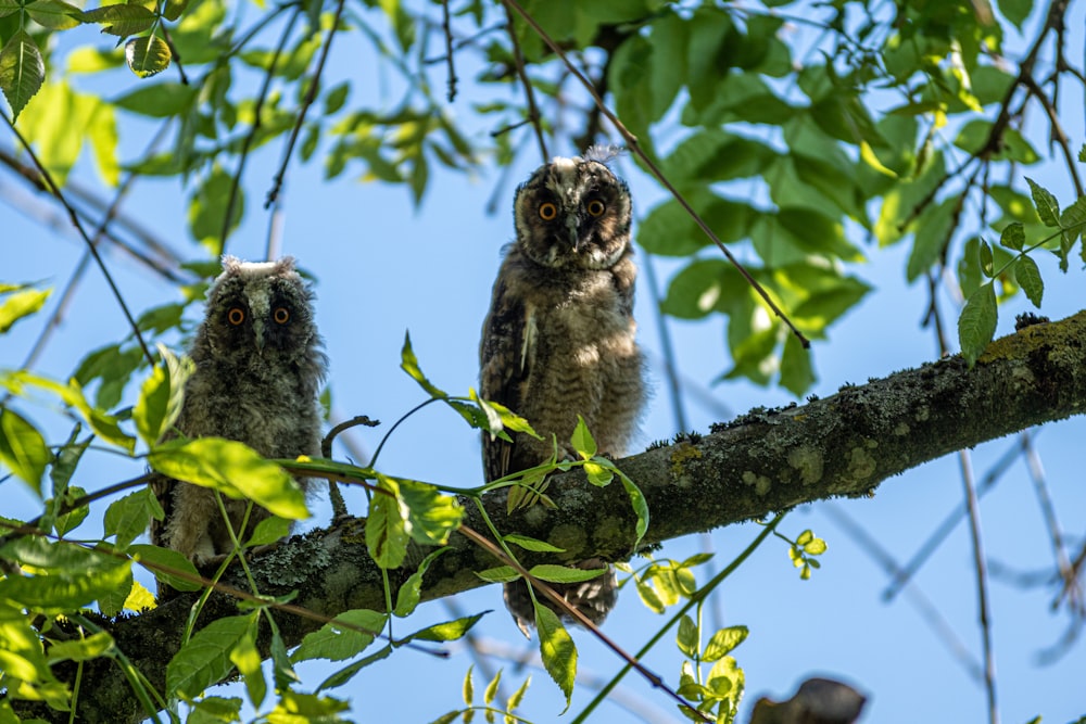 two owls sitting on a tree branch