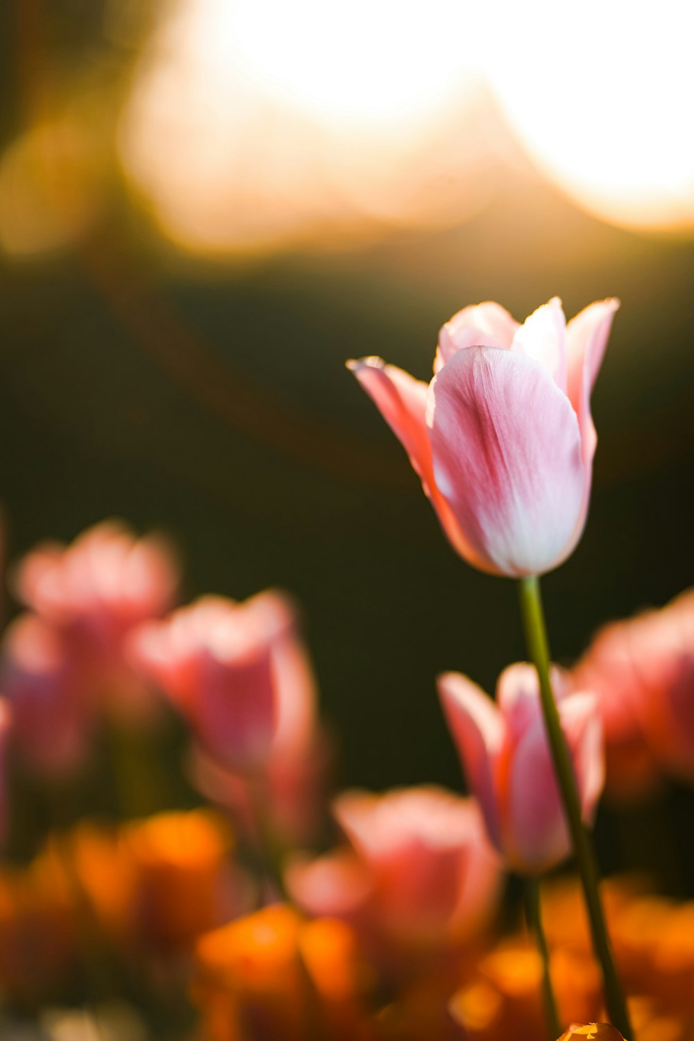 a close up of a flower