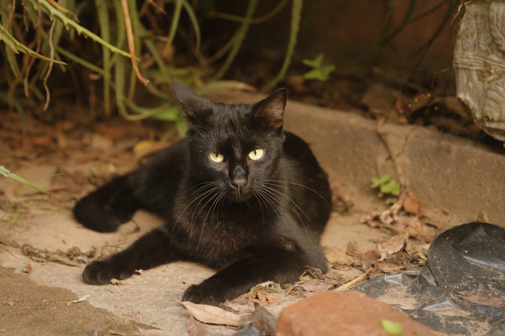 a cat lying on the ground