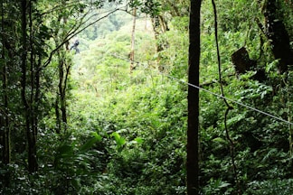 a person walking through a forest