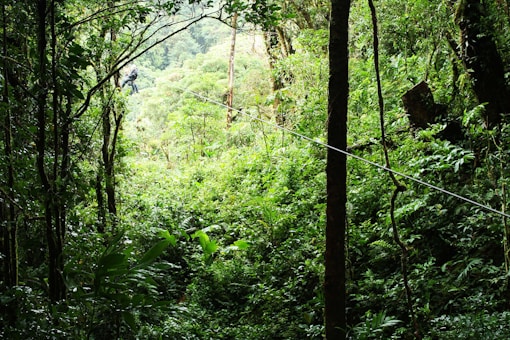a person walking through a forest