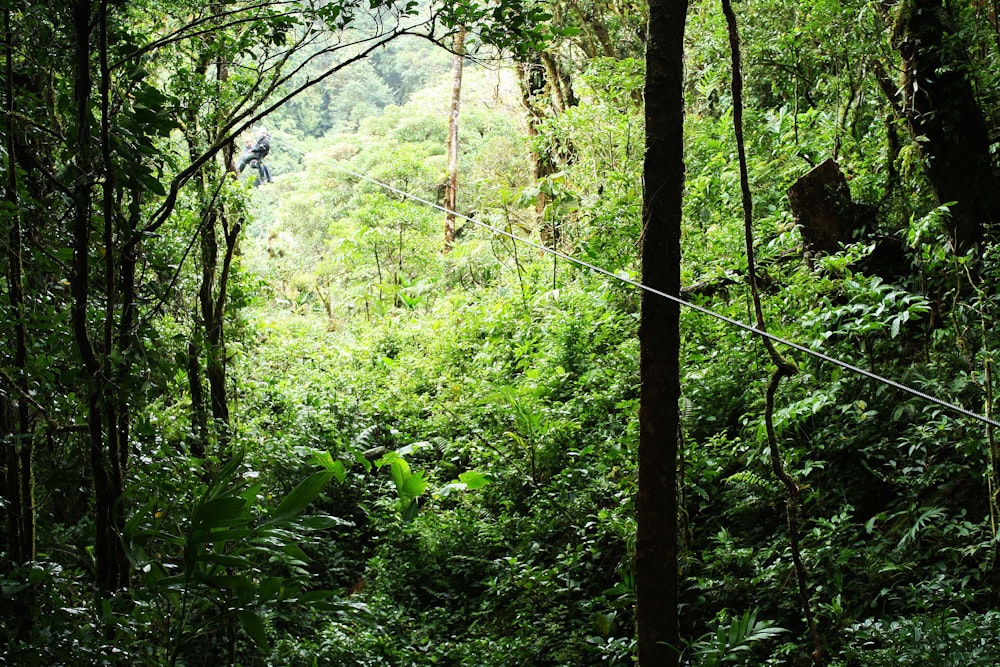 a person walking through a forest