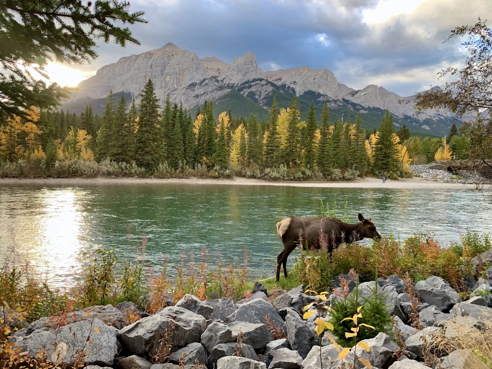 a moose standing on rocks by a lake with trees and mountains in the background