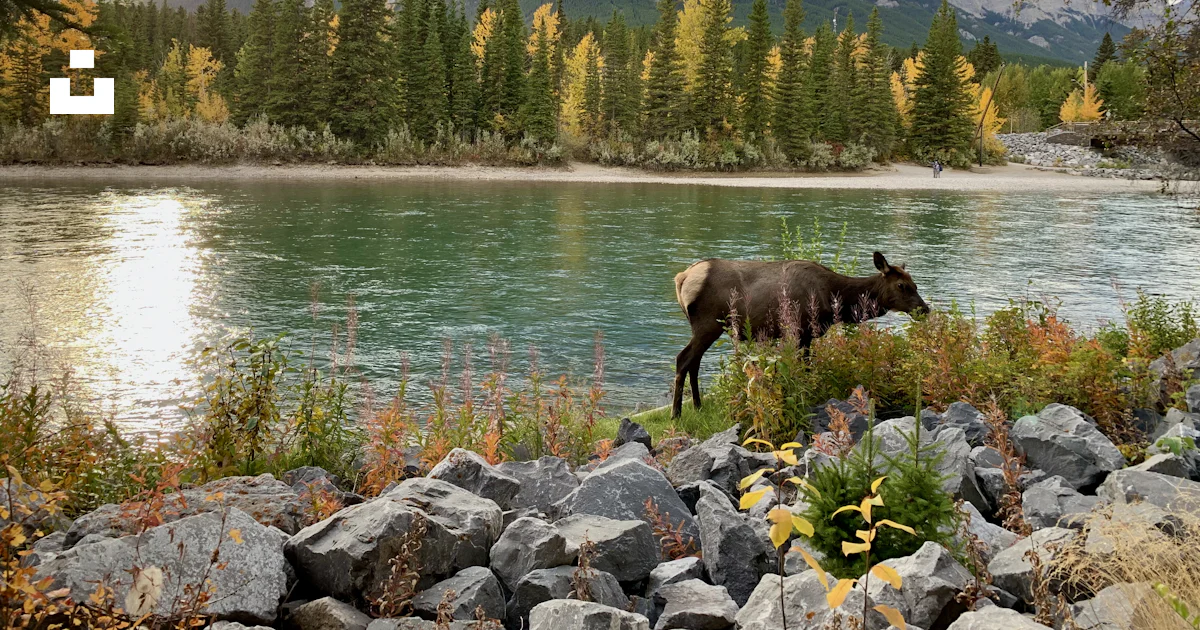 A moose standing on rocks by a lake with trees and mountains in the ...