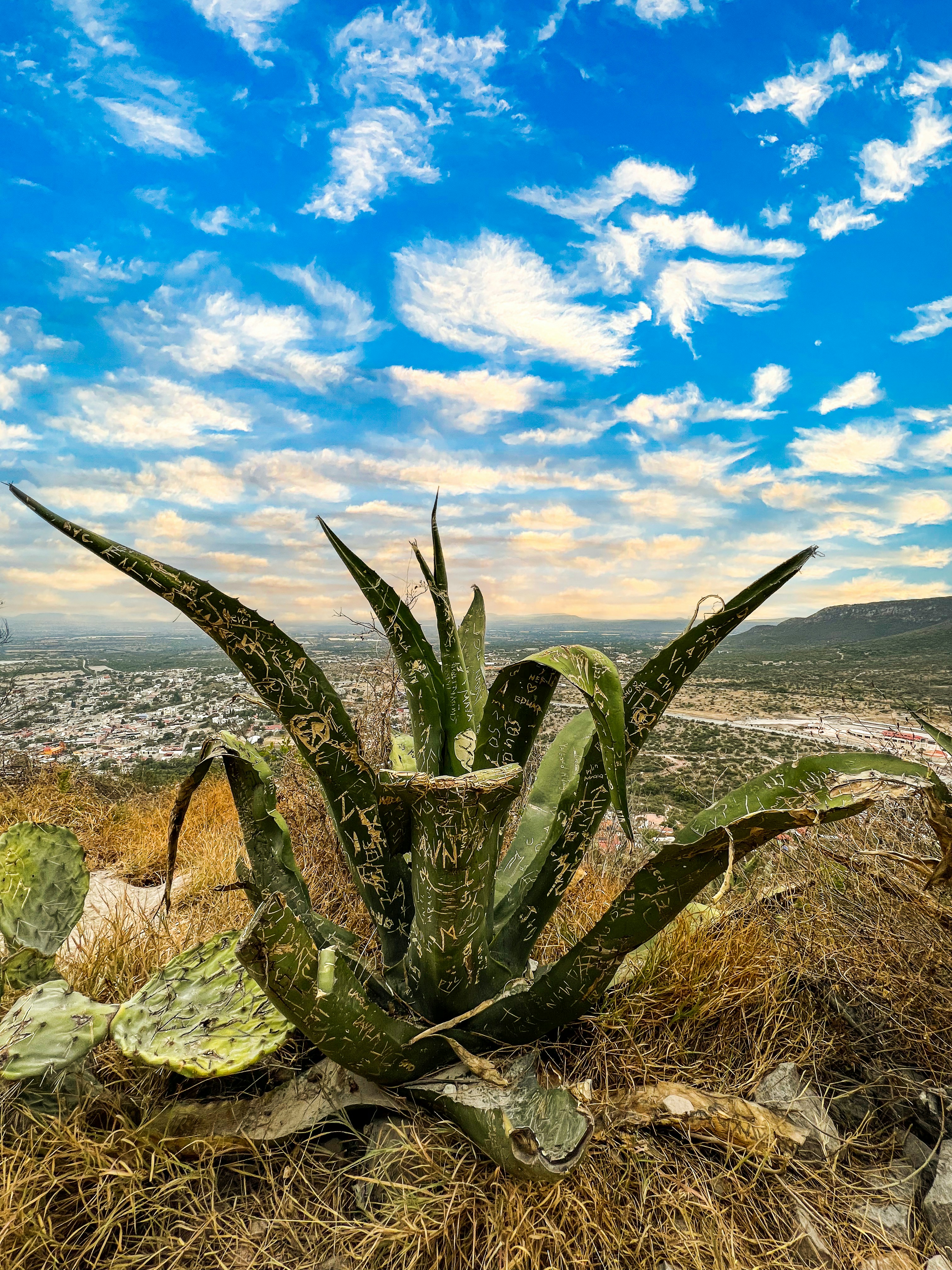 a cactus in the desert