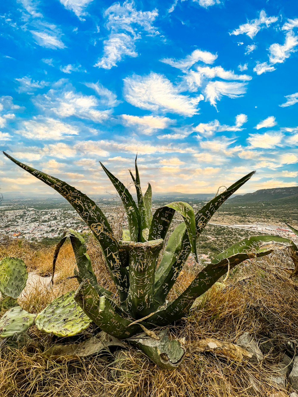 um cacto no deserto