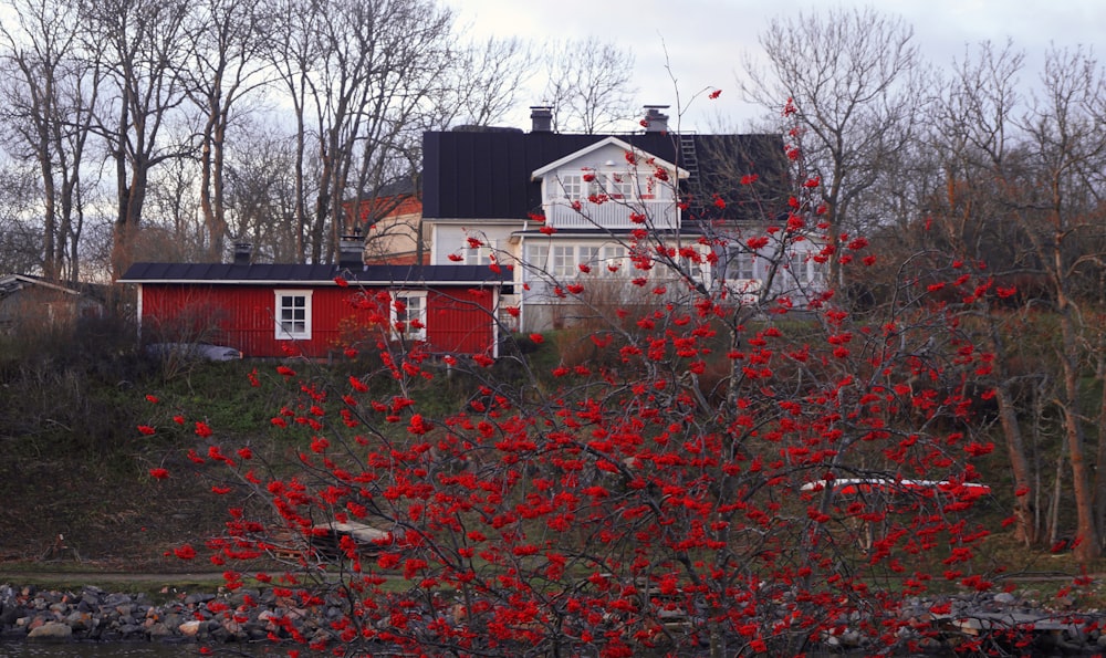 a house with red leaves
