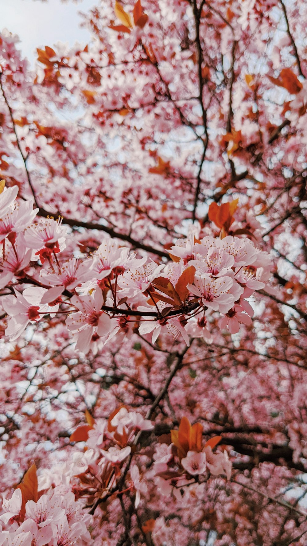 uma árvore com flores cor-de-rosa