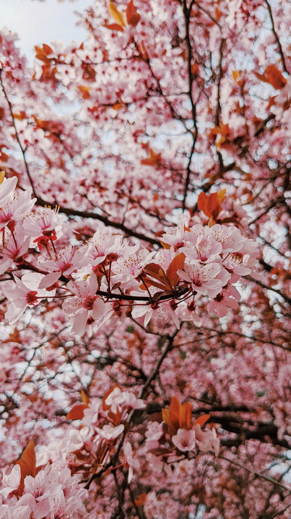 a tree with pink flowers