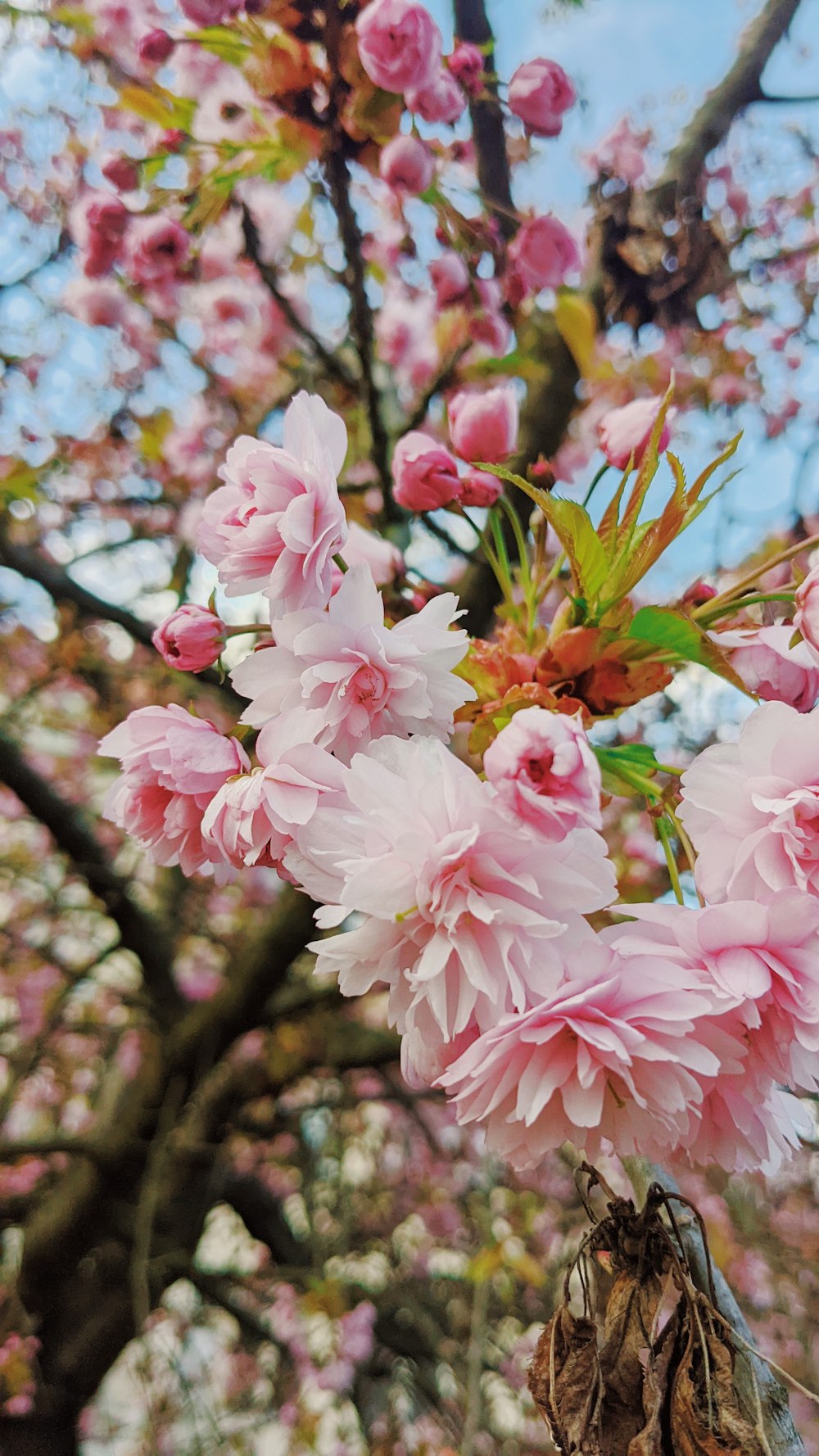 a tree with pink flowers