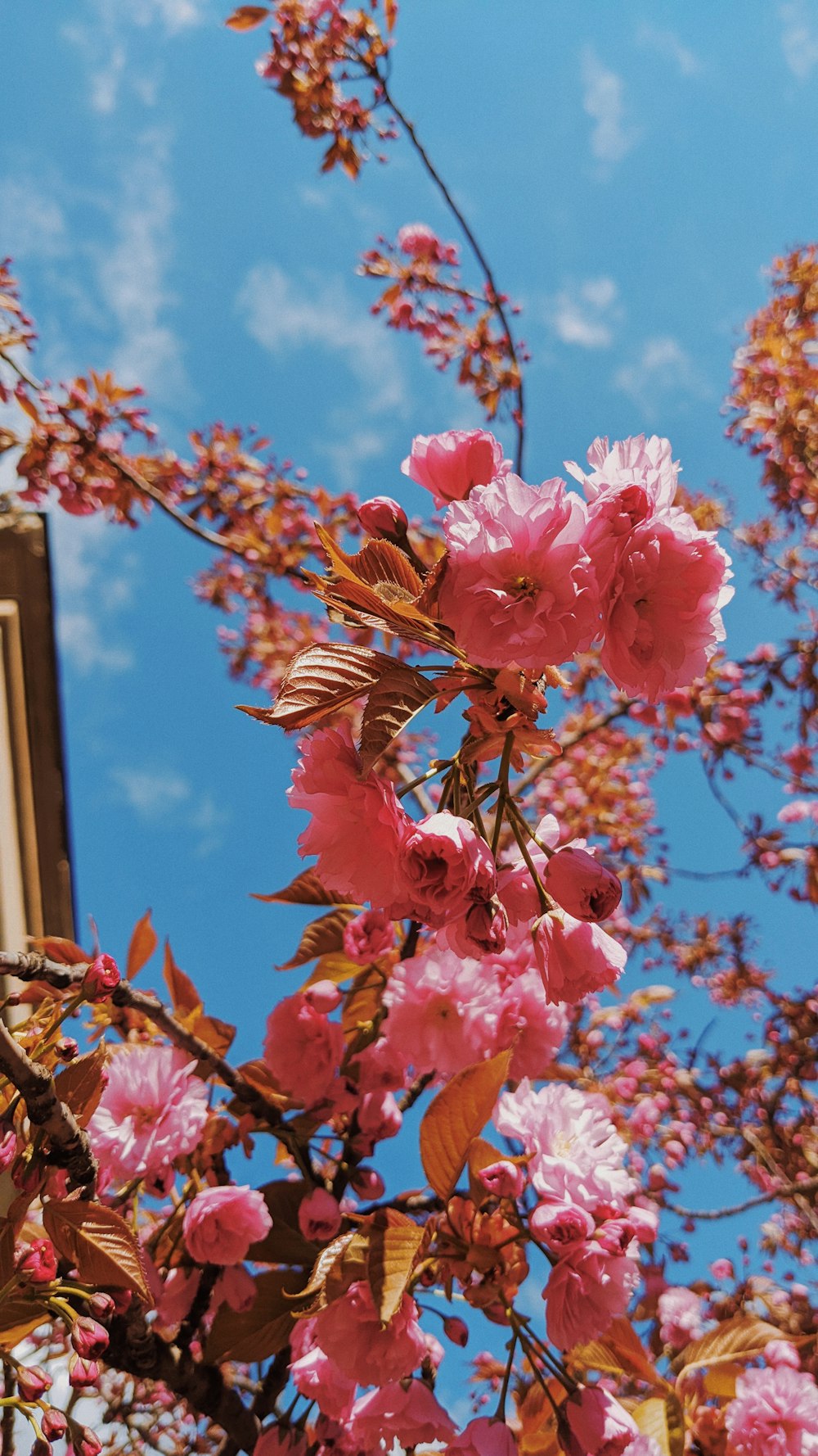 a tree with pink flowers